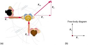 (a) Overhead view of two ice skaters pushing on a third. One skater pushes with a force F two, represented by an arrow pointing up, and a second skater pushes with a force F one, represented by an arrow pointing from left to right. Vector F one and vector F two are along the arms of the two skaters acting on the third skater. A vector diagram is shown in the form of a right triangle in which the base is vector F one pointing east and perpendicular is shown by vector F two pointing north. The resultant vector is shown by the hypotenuse pointing northeast. (b) Free-body diagram showing only the forces acting on the skater.