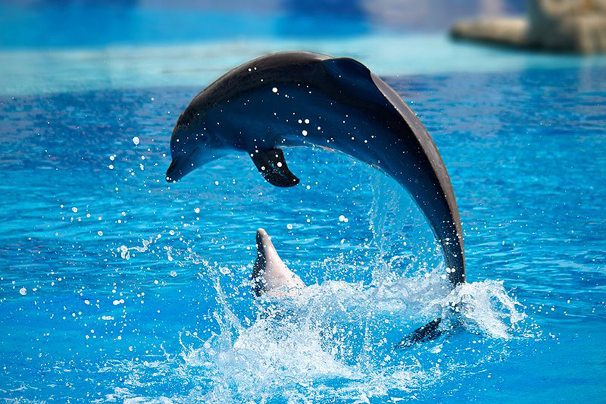 Two dolphins are shown in a pool at Lisbon Zoo. One is in the water, and the other is in the air diving back into water