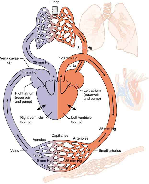 how to measure pressure of human body