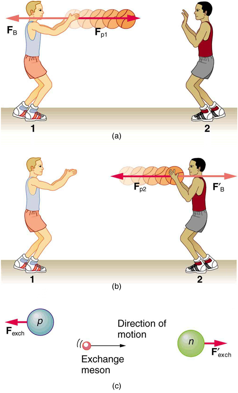 (a) Two persons throwing a basketball to each other. The person on the left is throwing the ball with some force F sub p one, represented by a vector pointing right, in the direction of the motion of the ball. A reaction force F sub B is shown on the person by a vector pointing left. (b) The person catches the ball, exerting a force F sub p two on the ball toward the left, shown by a vector F sub p two toward the left. A reaction force F prime sub B acts on the person, shown by a vector pointing toward right. (c) The exchange of a meson is shown between a proton and a neutron. Both are moving in different directions, and the proton feels a force F sub exch toward the left and the neutron feels a force F prime sub exch toward the right. The meson is also moving toward the right between the proton and the neutron.