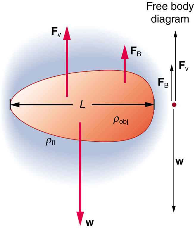 The figure shows the forces acting on an oval shaped object falling through a viscous fluid. An enlarged view of the object is shown toward the left to analyze the forces in detail. The weight of the object w acts vertically downward. The viscous drag F v and buoyant force F b acts vertically upward. The length of the object is given by L. The density of the object is given by rho obj and density of the fluid by rho fl.